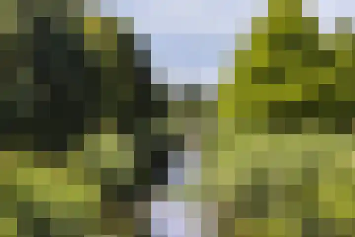 Schoenlappervlinder 36 Utrecht thumbnail 34