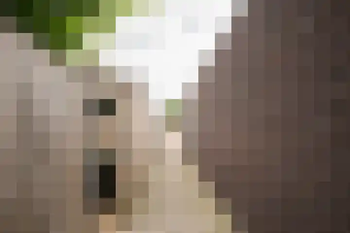 Schoenmaker 19 Hilvarenbeek thumbnail 20