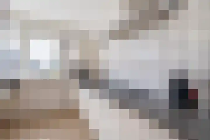 Schokker 16 Brielle thumbnail 22