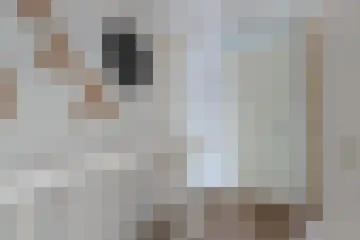 Schokker 41 Urk thumbnail 41