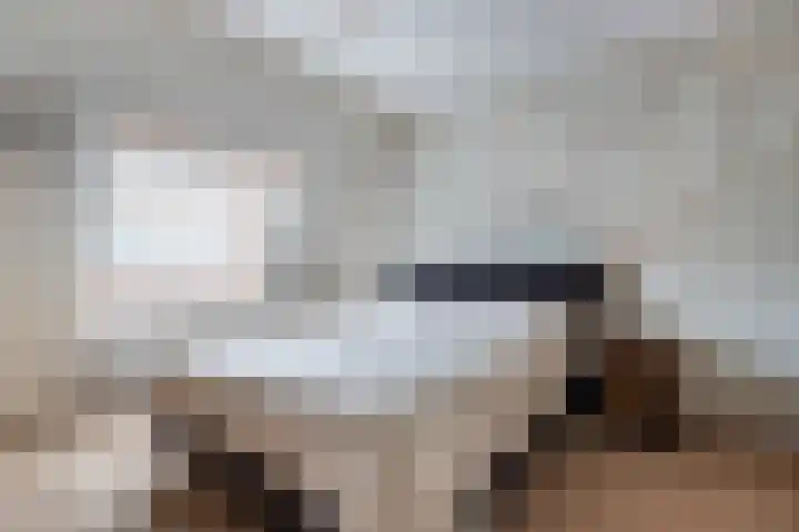 Schokker 41 Urk thumbnail 42
