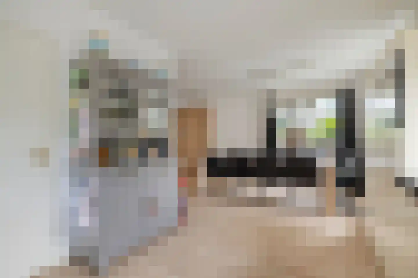 Schokker 7 Woerden thumbnail 14