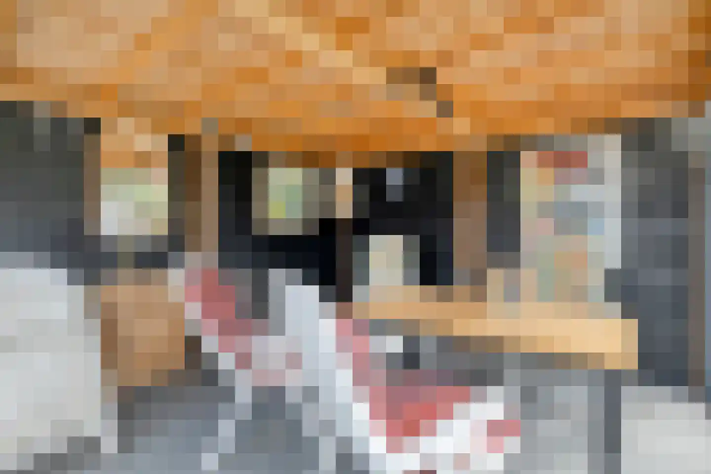 Schokker 7 Woerden thumbnail 35