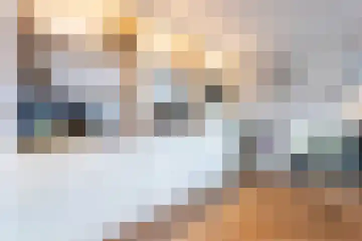 Schokker 70 Zeewolde thumbnail 10
