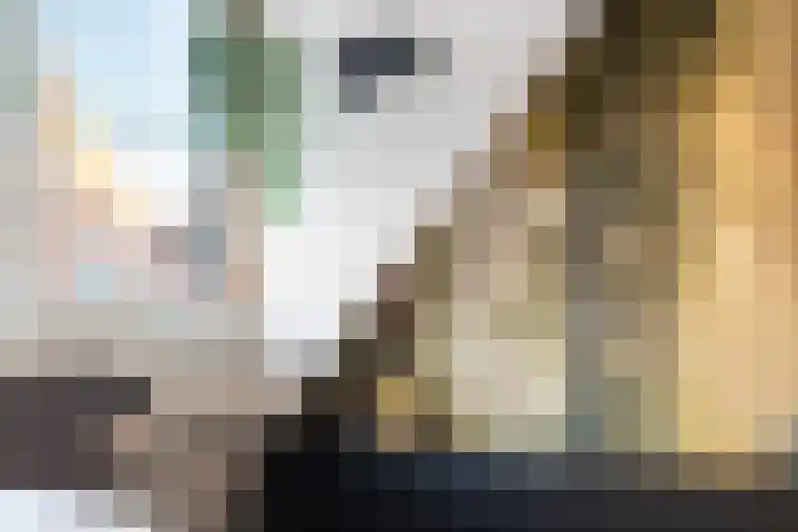 Schokker 70 Zeewolde thumbnail 53