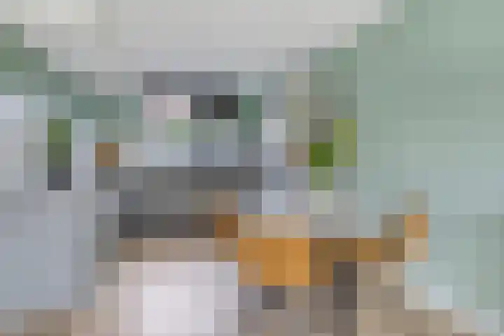Schokker 77 Zeewolde thumbnail 12