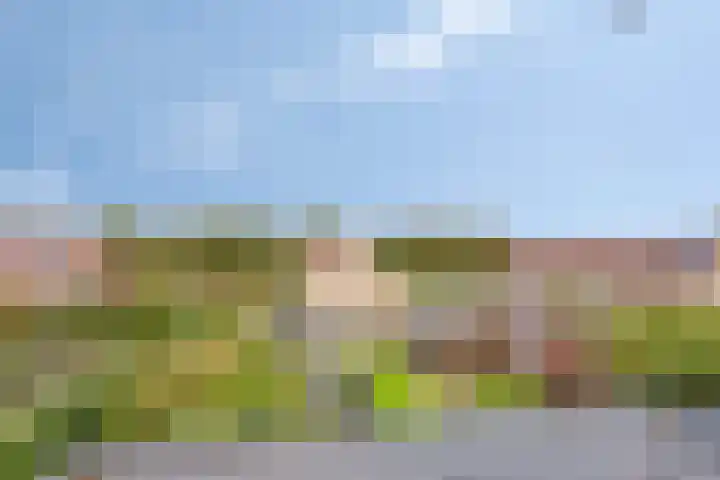 Schokker 77 Zeewolde thumbnail 30