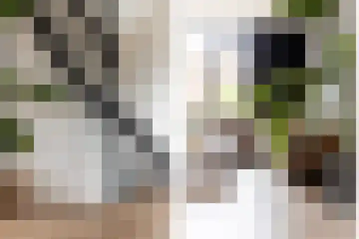 Schokker 8 Brielle thumbnail 20