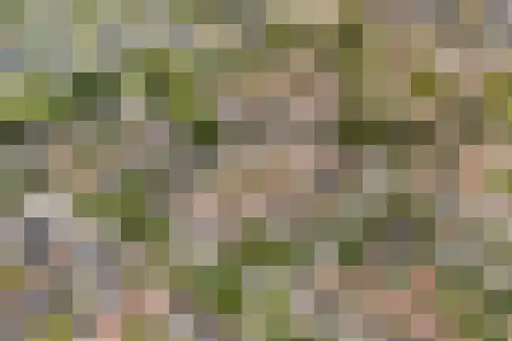 Schokland 25 Zoetermeer thumbnail 9