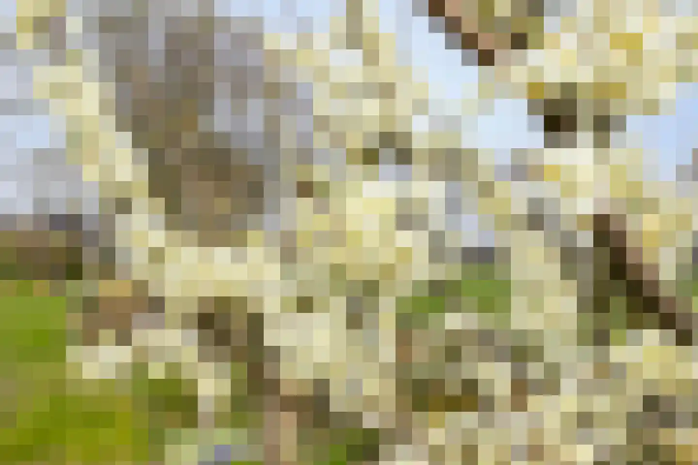 Scholbergstraat 4 Rijsbergen thumbnail 5
