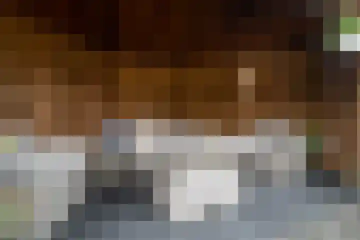Scholekster 1 Hoogkarspel thumbnail 39