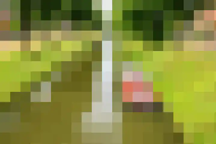 Scholekster 1 Hoogkarspel thumbnail 42