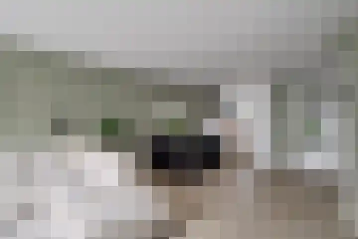 Scholekster 1 Hoogkarspel thumbnail 9