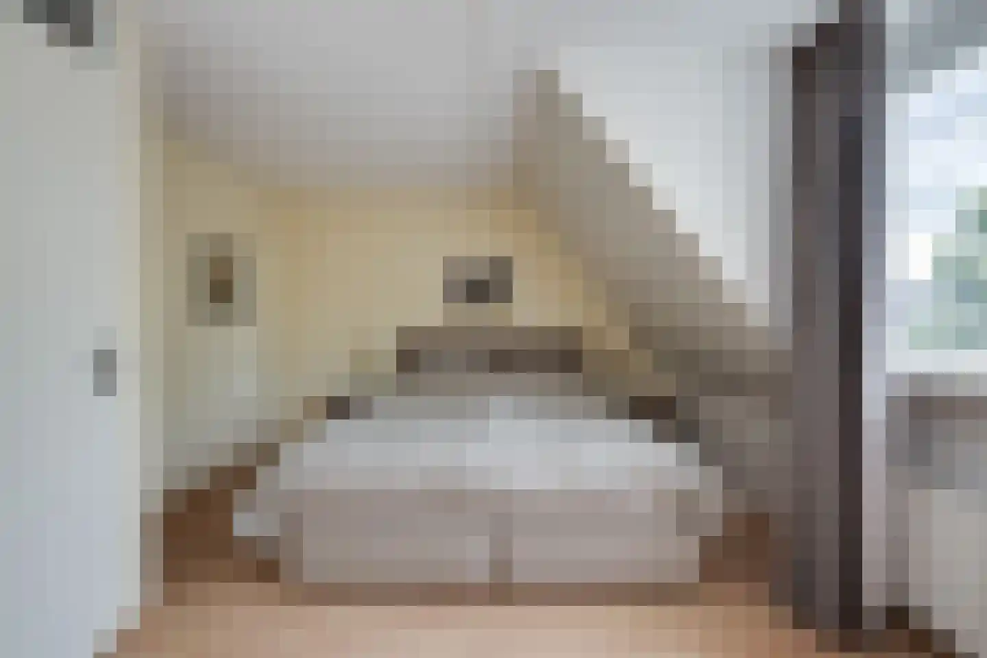 Scholekster 1 Leimuiden thumbnail 14