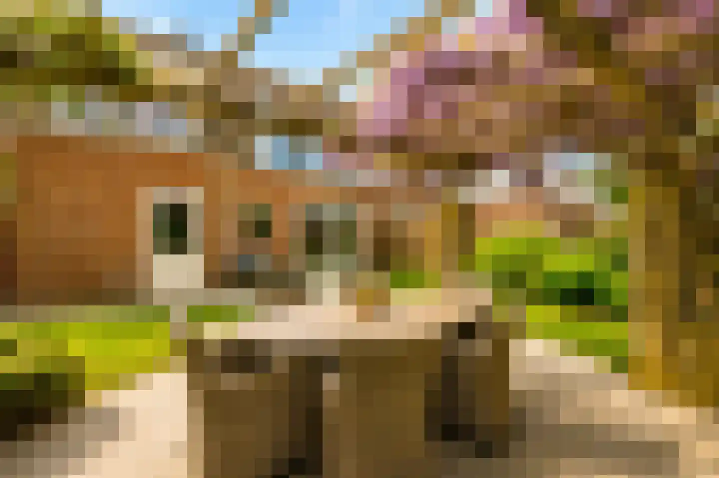 Scholekster 1 Leimuiden thumbnail 26