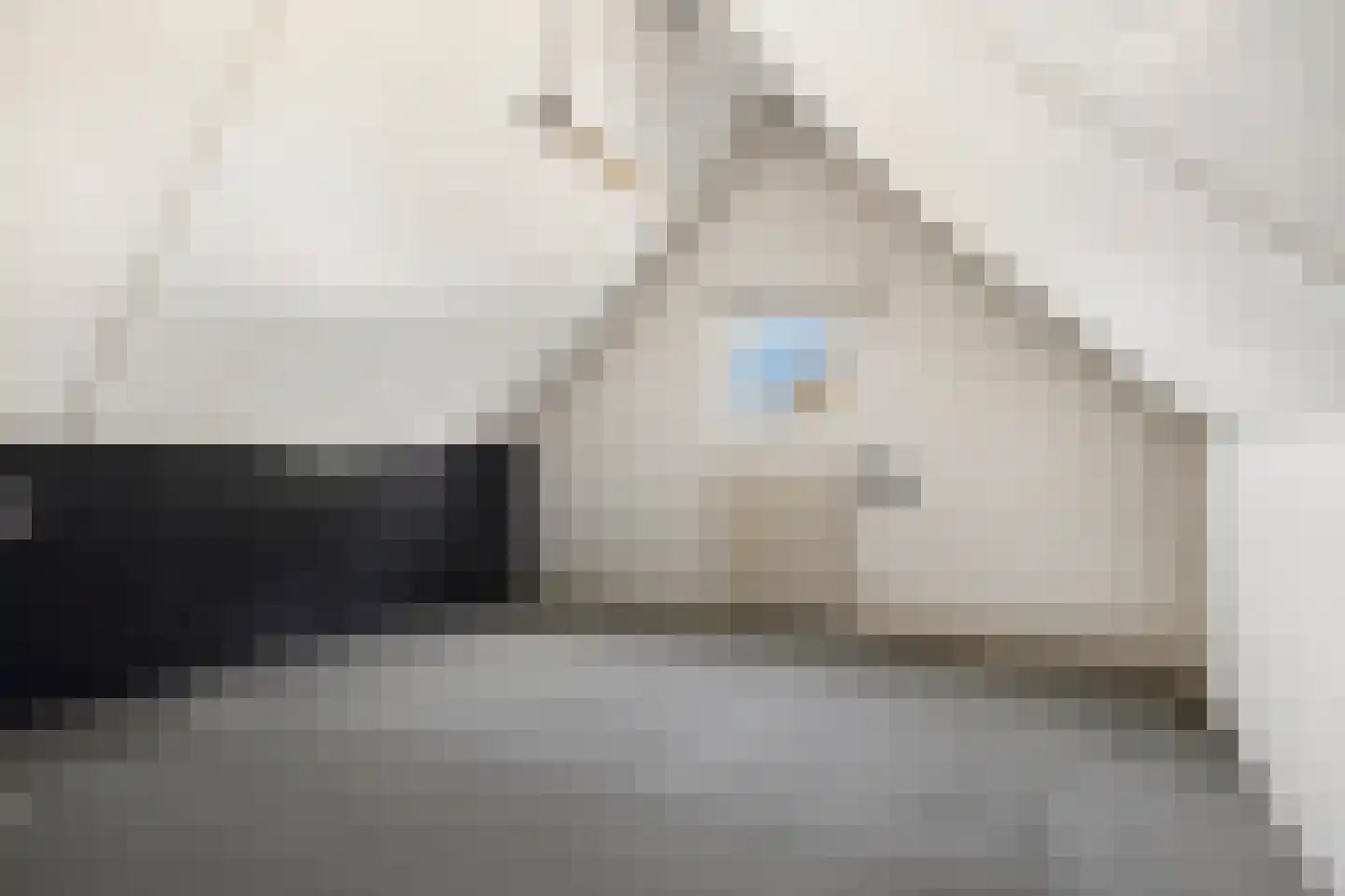 Scholekster 10 Breda thumbnail 25