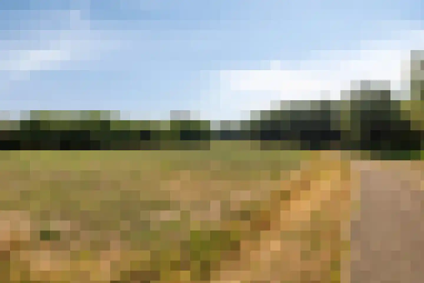 Scholekster 10 Breda thumbnail 35