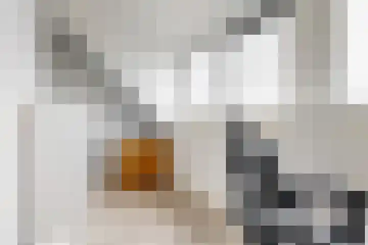 Scholekster 10 Uithoorn thumbnail 22