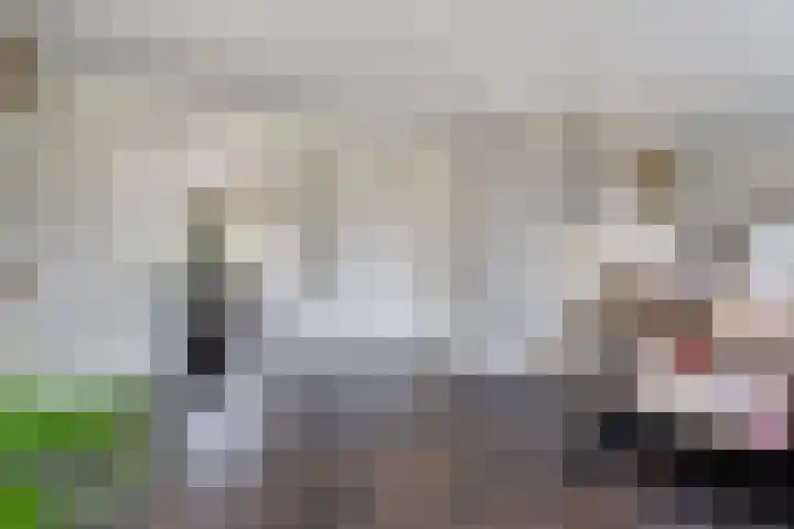 Scholekster 13 Tubbergen thumbnail 12
