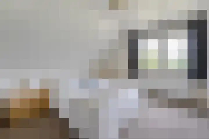 Scholekster 13 Tubbergen thumbnail 22