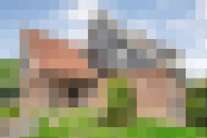 Scholekster 13 Tubbergen thumbnail 30