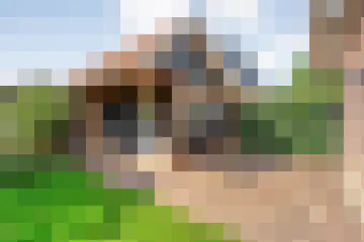 Scholekster 13 Tubbergen thumbnail 32