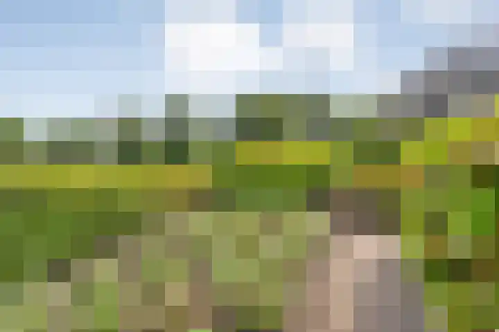 Scholekster 13 Tubbergen thumbnail 35