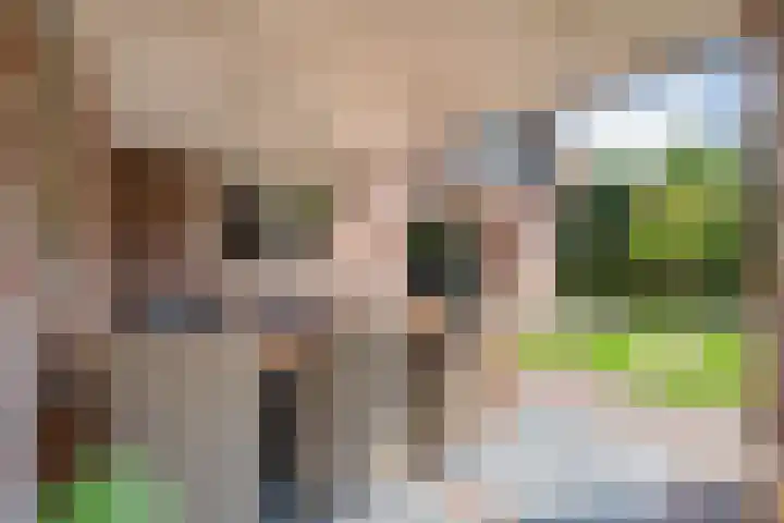 Scholekster 13 Tubbergen thumbnail 4