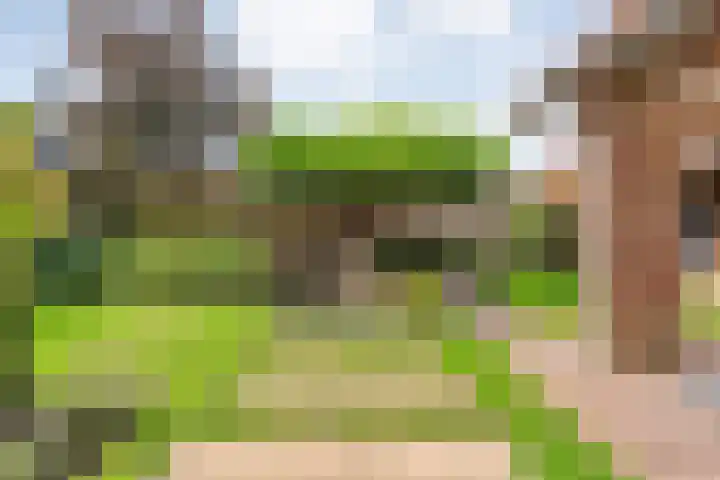 Scholekster 13 Tubbergen thumbnail 5