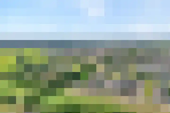 Scholekster 13 Tubbergen thumbnail 6