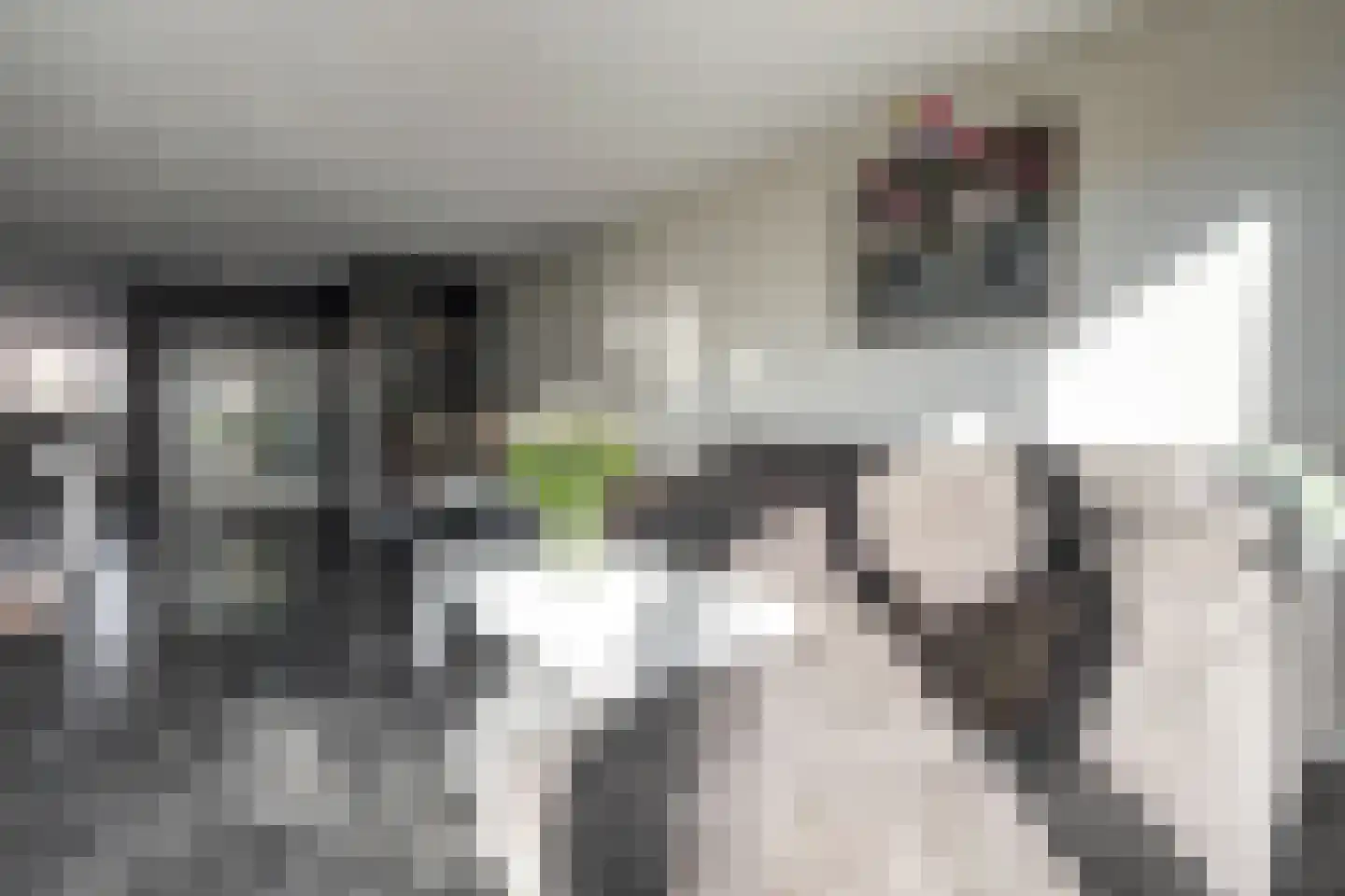 Scholekster 14 De Lier thumbnail 8