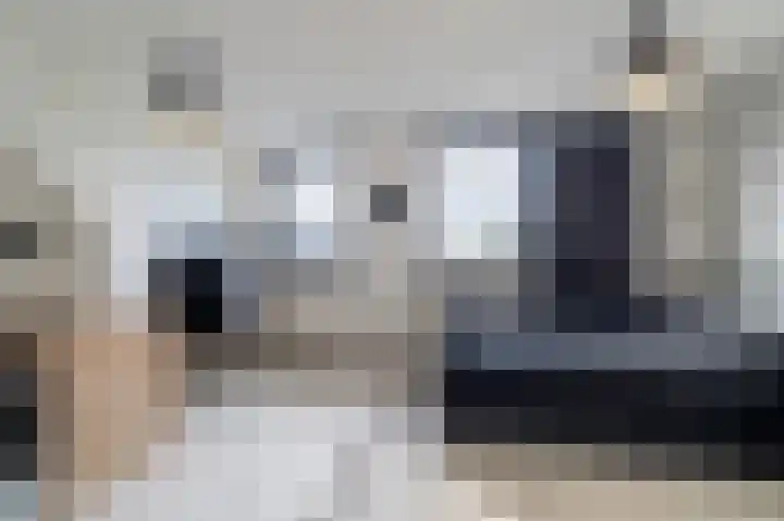 Scholekster 15 Noordwijk thumbnail 19