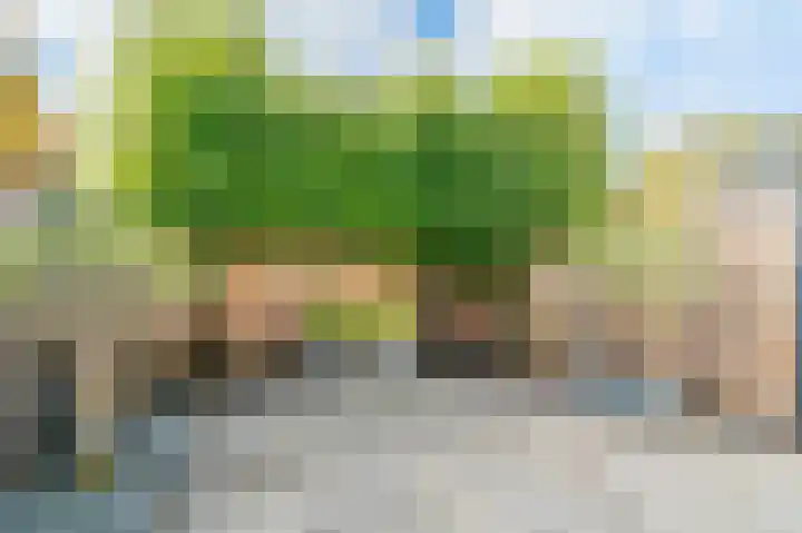 Scholekster 15 Noordwijk thumbnail 32