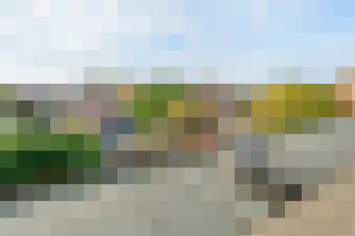 Scholekster 15 Noordwijk thumbnail 41