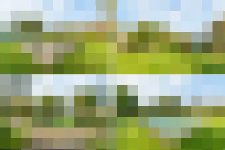 Scholekster 15 Noordwijk thumbnail 48