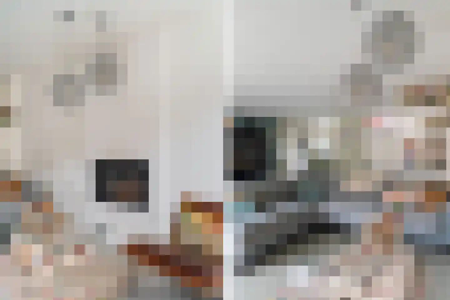 Scholekster 20 De Lier thumbnail 14