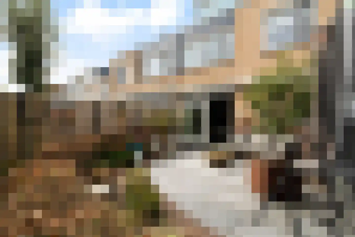 Scholekster 20 De Lier thumbnail 23