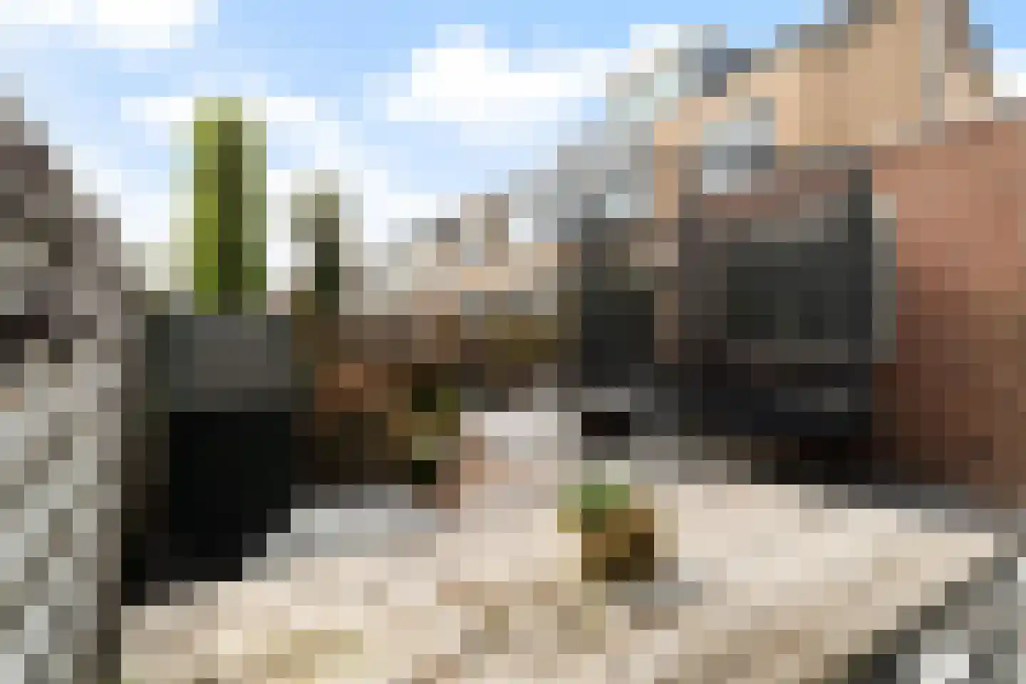 Scholekster 20 De Lier thumbnail 25