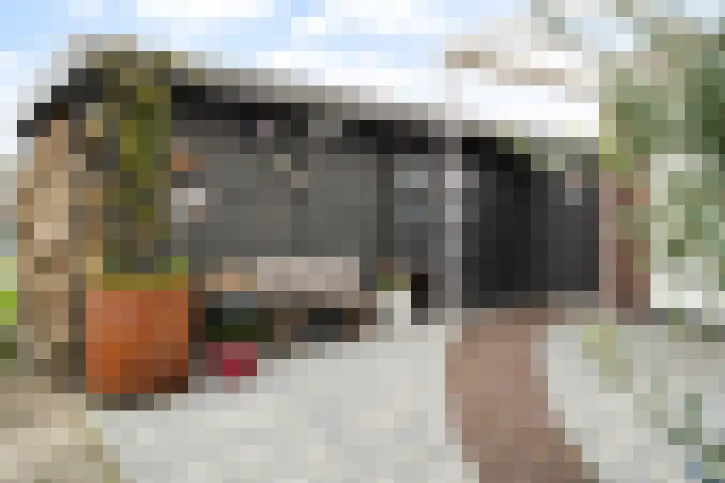 Scholekster 20 De Lier thumbnail 30