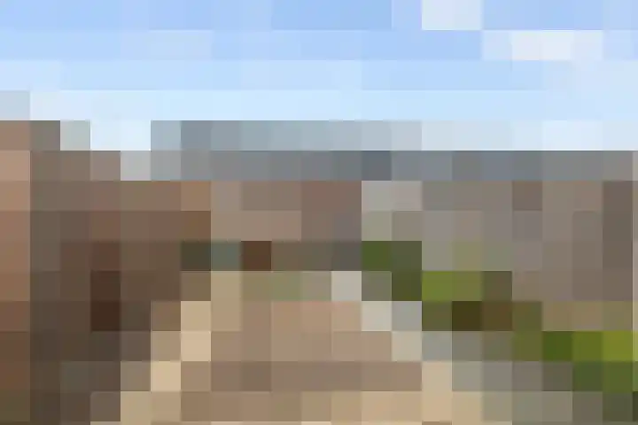 Scholekster 21 Maurik thumbnail 20