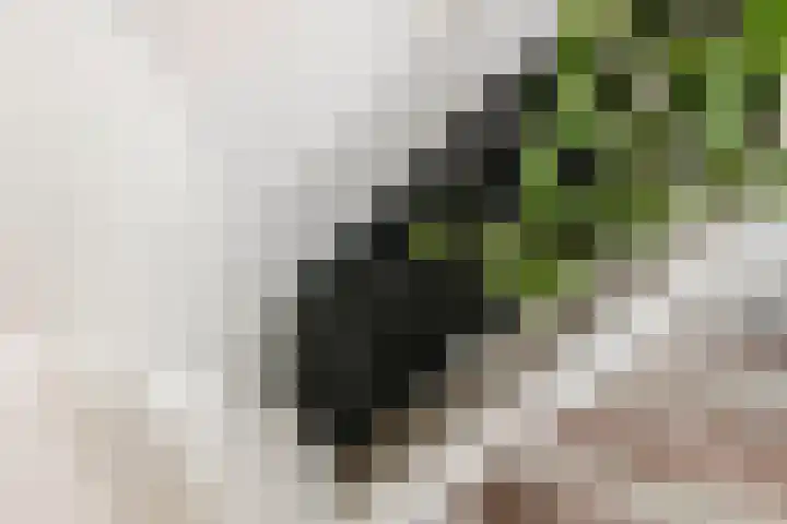 Scholekster 21 Maurik thumbnail 34