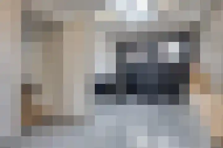 Scholekster 22 Hoogkarspel thumbnail 14