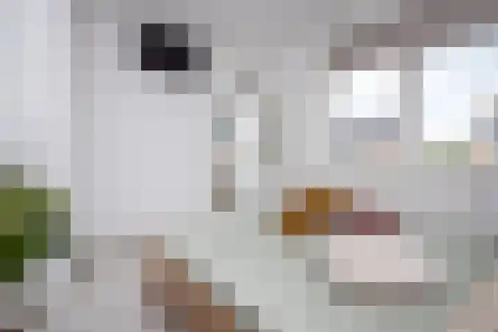 Scholekster 22 Hoogkarspel thumbnail 20