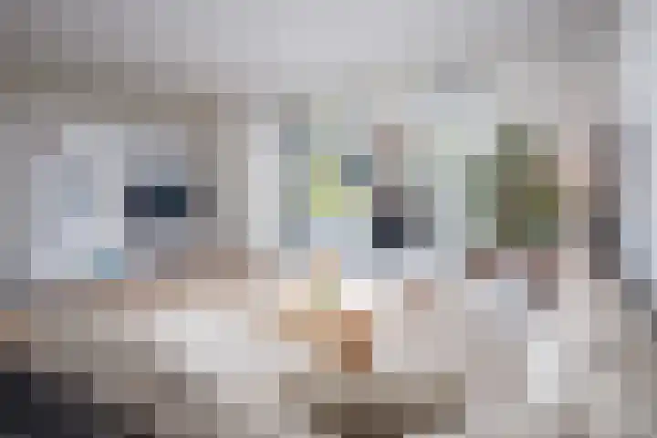 Scholekster 22 Hoogkarspel thumbnail 9