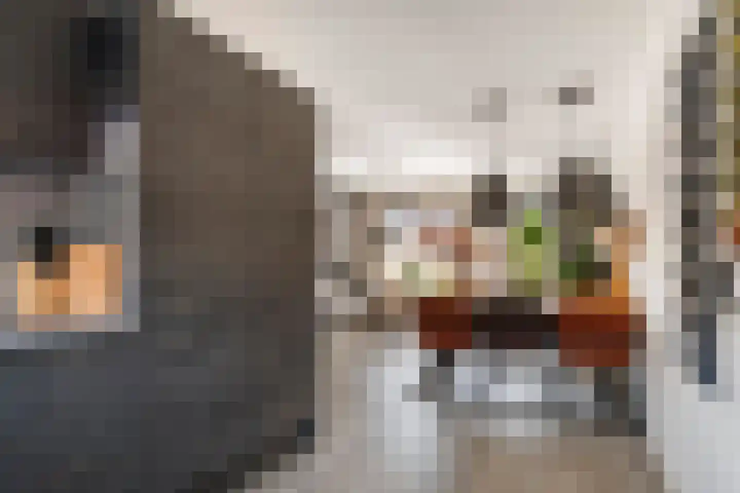 Scholekster 25 Maurik thumbnail 18