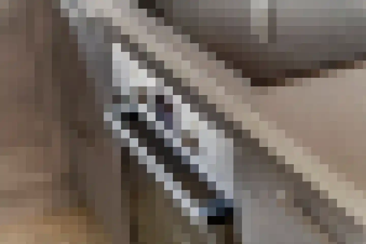 Scholekster 25 Maurik thumbnail 22
