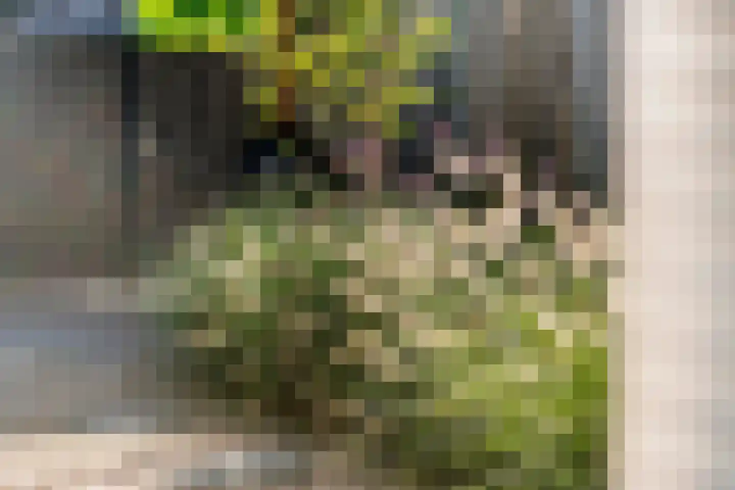 Scholekster 25 Maurik thumbnail 31