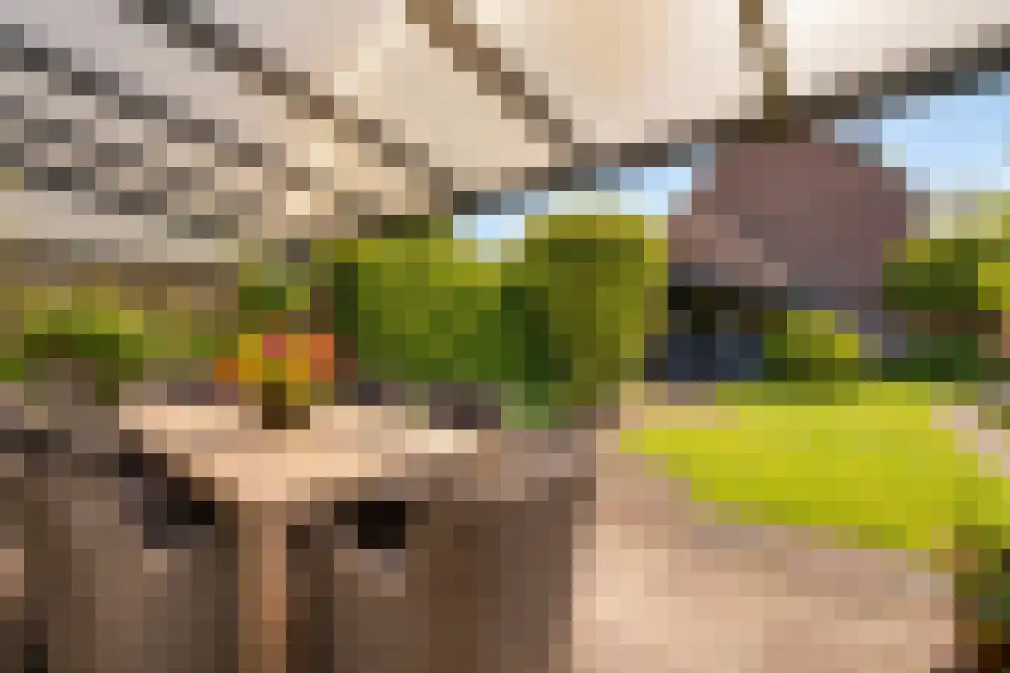 Scholekster 26 Mijdrecht thumbnail 28