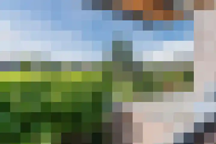 Scholekster 27 Noordwijk thumbnail 29