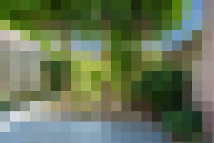 Scholekster 27 Noordwijk thumbnail 30
